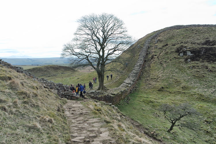 Hadrian's Wall,哈德良長城, Sycamore Gap, 羅賓漢樹
