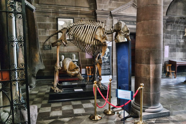 The University of Edinburgh's Anatomical Museum, 愛丁堡大學解剖學博物館