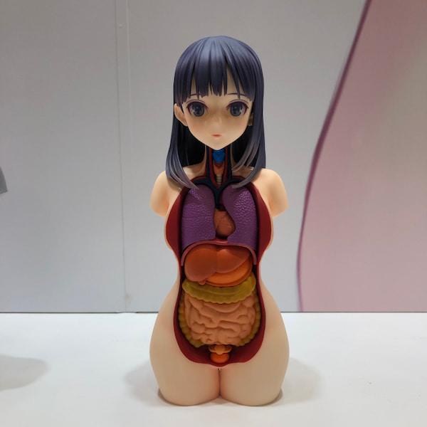 美人体模型